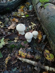 Lycoperdon perlatum