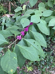 Callicarpa americana