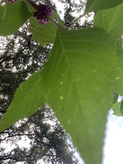 Callicarpa americana