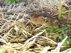 Apodemus flavicollis