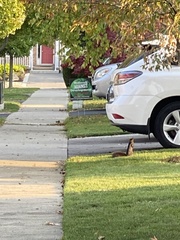 Sciurus carolinensis