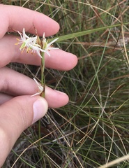 Pleea tenuifolia