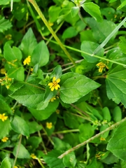 Calyptocarpus vialis