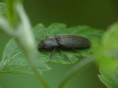Agriotes pilosellus