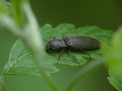 Agriotes pilosellus