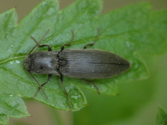 Agriotes pilosellus
