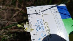 Thelymitra albiflora