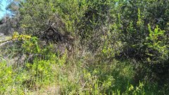 Thelymitra albiflora