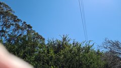 Thelymitra albiflora