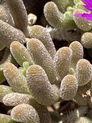 Drosanthemum archeri