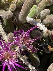 Drosanthemum archeri