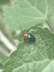 Syphrea flavicollis
