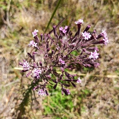 Stevia viscida