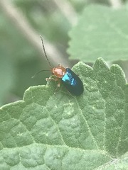 Syphrea flavicollis