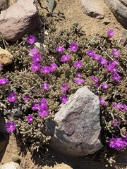 Drosanthemum archeri