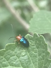 Syphrea flavicollis
