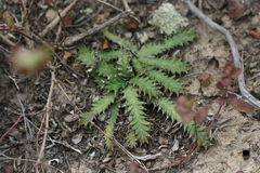 Euphorbia stellata