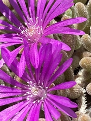 Drosanthemum archeri