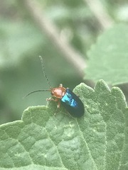 Syphrea flavicollis