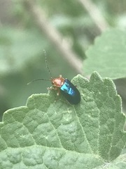 Syphrea flavicollis