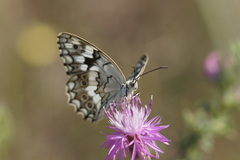 Melanargia larissa