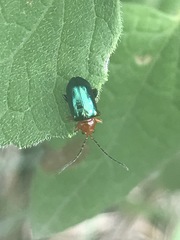 Syphrea flavicollis