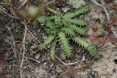 Euphorbia stellata