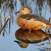 Lesser Whistling-Duck - Photo (c) Saurabh Agrawal, some rights reserved (CC BY-NC), uploaded by Saurabh Agrawal