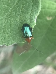 Syphrea flavicollis