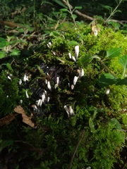 Xylaria hypoxylon