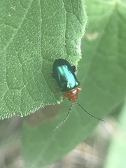 Syphrea flavicollis