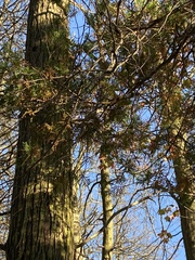 Chamaecyparis thyoides thyoides