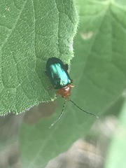 Syphrea flavicollis