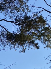 Chamaecyparis thyoides thyoides