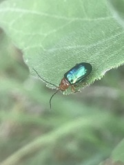 Syphrea flavicollis