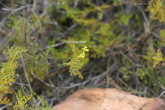 Notobubon montanum