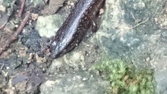 Sphenomorphus solomonis