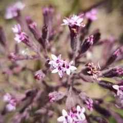Stevia viscida