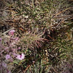 Stevia viscida