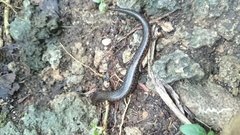 Sphenomorphus solomonis