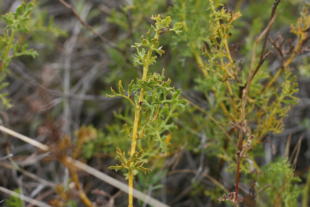 Dwarf Blisterbush