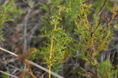 Notobubon montanum