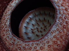 Rafflesia