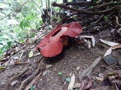 Rafflesia