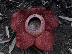 Rafflesia