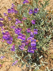 Penstemon neotericus