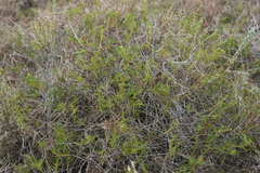 Notobubon montanum