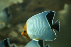 Hooded Butterflyfish photo 3