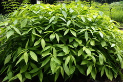 Comanthosphace japonica