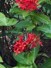 Papilio demoleus malayanus